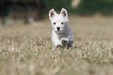 WESTIE 180
